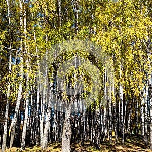 birch trees lit by sun in copse in forest