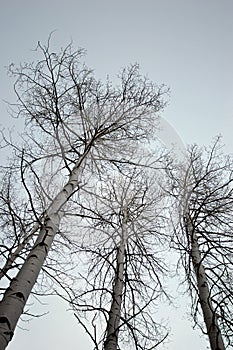 Birch trees looking up