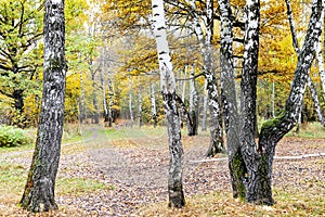 Birch trees on meadow in city park in autumn