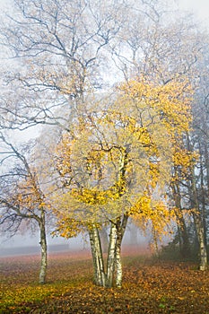Birch trees in the mist in autumn