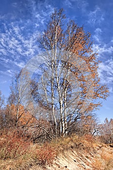 Birch trees near a ditch against a blue sky with dramatic clouds, Inner Mongolia, China