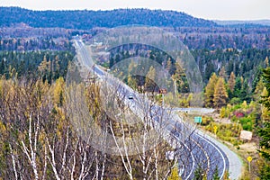 Birch trees overlooking the Transcanada Highway from the town of