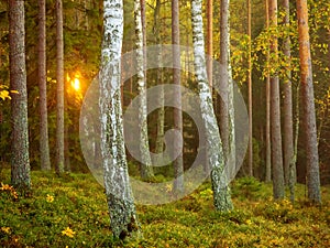 Birch trees in a pine woodland in a sunny autumn morning, tree trunks, wild nature