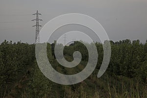 Birch trees plantation seen from above at sunset