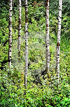 Birch Trees and Plants in Rainstorm