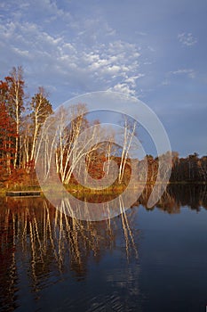 Birch trees on the point of a calm northern Minnesota lake at sunset on a late atumn day