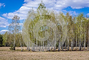 Birch trees in Poland