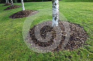 Birch Trees Protected by Wood Chip Mulch