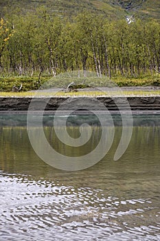 Birch trees reflecting in the river water and soil degradation o