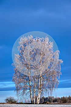 Birch trees with rime fros