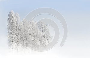 Birch trees with rime frost in white landscape with blue sky