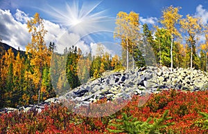 Birch trees on the rocks