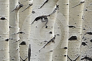 Birch trees in a row close-up of trunks