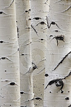 Birch trees in a row close-up of trunks