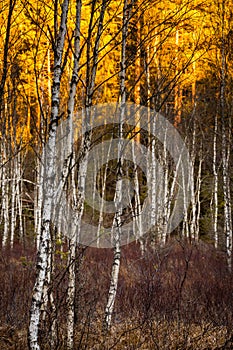 Birch trees with selective focus