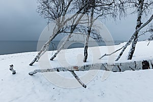 Birch trees on a snow-covered beach, Gdanska Bay, Poland