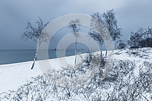 Birch trees on a snow-covered beach, Gdanska Bay, Poland