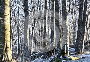 Birch trees in the snow-covered mountain in winter