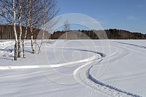 Birch trees and snow field on the village outskirts