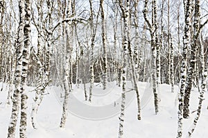 Birch Trees in snow in the Highlands of Scotland.