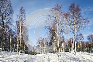 Birch Trees in snow in the Highlands of Scotland.