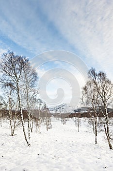 Birch Trees in snow in the Highlands of Scotland.