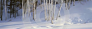 Birch Trees In The Snow, South of Woodstock, Vermont photo