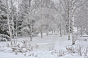 Birch Trees in Snow in Zaryadye Park