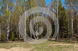 Birch trees in spring forest