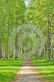 Birch trees in spring park