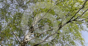 birch trees in the spring season during the appearance of the first foliage