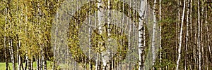 Birch trees in springtime. Panoramic background