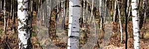 Birch trees in springtime. Panoramic background