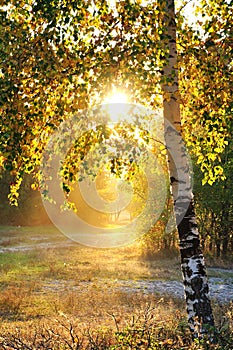 Birch trees in a summer forest