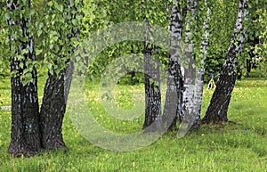 Birch trees in a summer forest