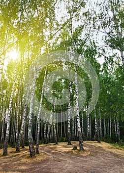 Birch trees in a summer forest under sun