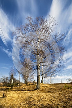 Birch trees in a summer forest under sun sky