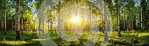 Birch Trees in Sunlit Forest: Summer Sprig Nature Landscape at Sunset - Wide Panoramic Banner