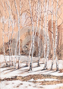 Birch trees in sunny day