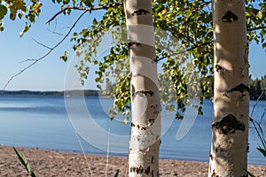 Birch trees sunny day near lake in finland nice nature nordic finnish landscape wild