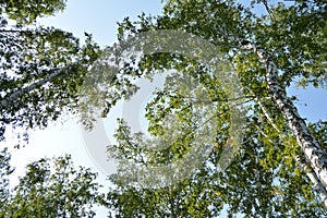 Birch trees on a Sunny summer Wen in the forest, bottom view