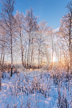 birch trees in sunset lights