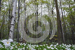 Birch trees and Trilliums