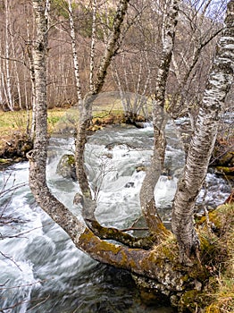 Birch trees at the Tristaina river