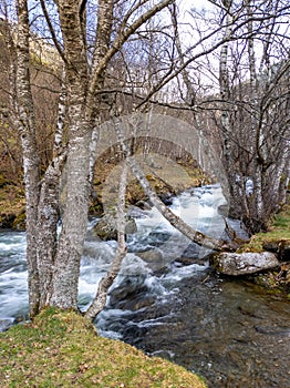 Birch trees at the Tristaina river