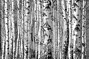 Birch trees trunks in black and white