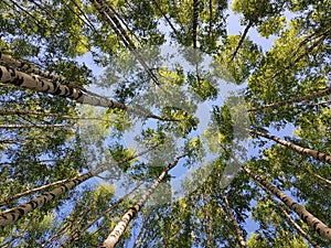 Birch trees trunks looking up. Green spring leaves