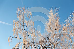 Birch trees under frost