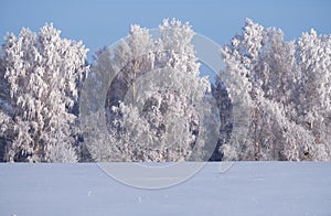 Birch trees under hoarfrost in snow field in winter season