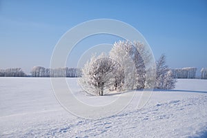 Birch trees under hoarfrost in snow field in winter season